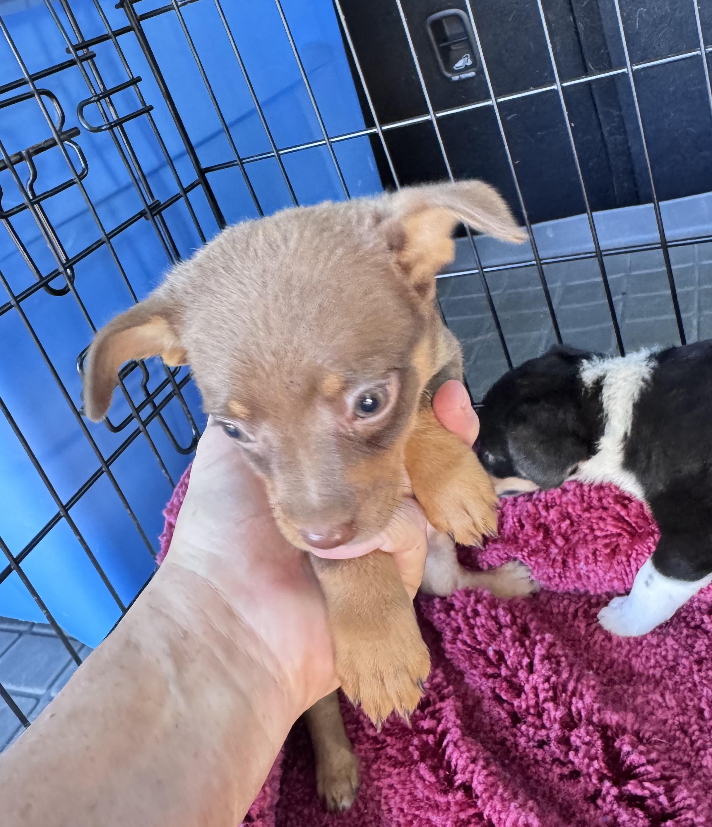 Nutmeg, Adopted, Puppy Female Chihuahua.