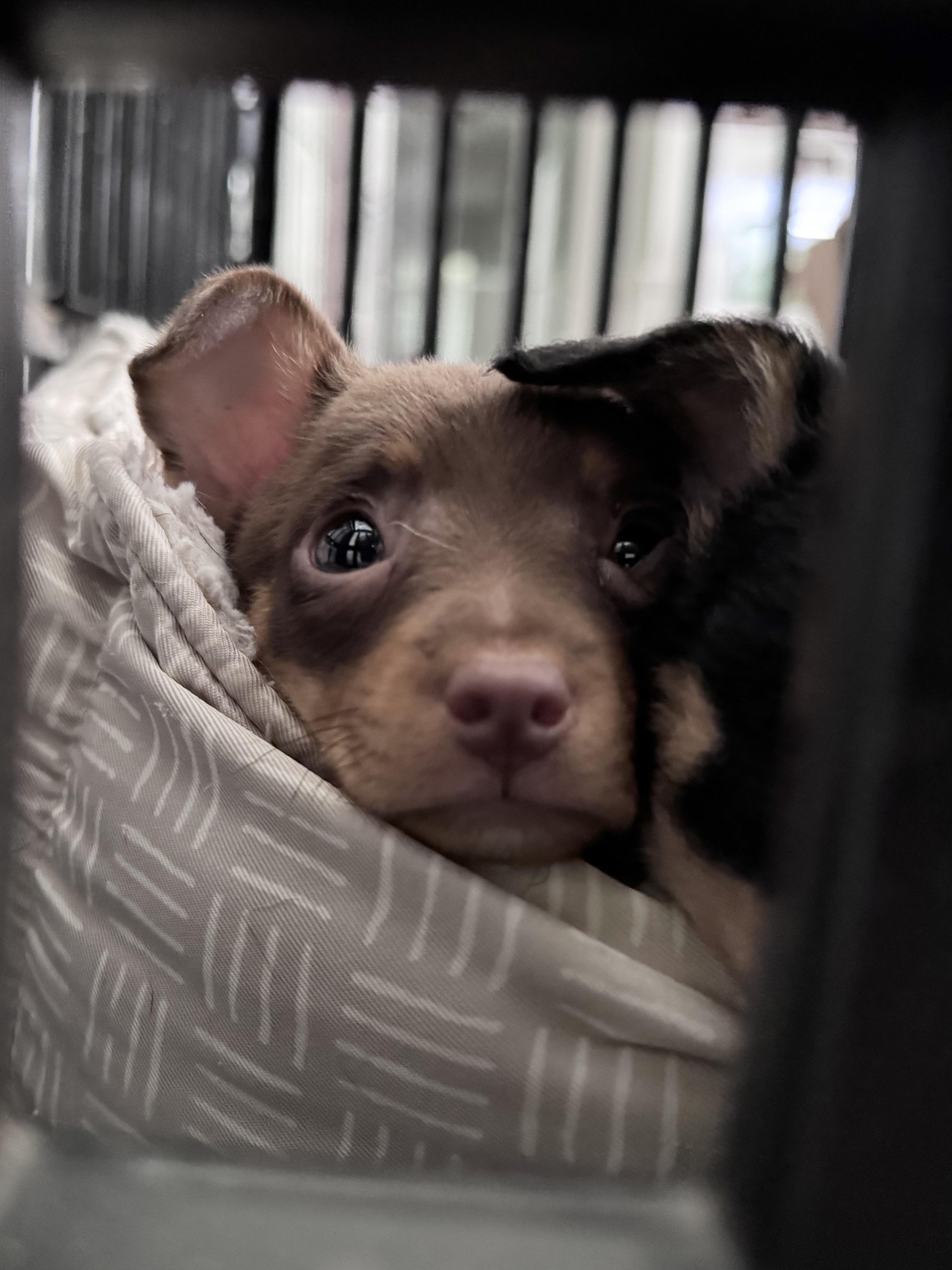 Enlarge Nutmeg, a Adopted mixed breed in Monroe, NC image 3/5