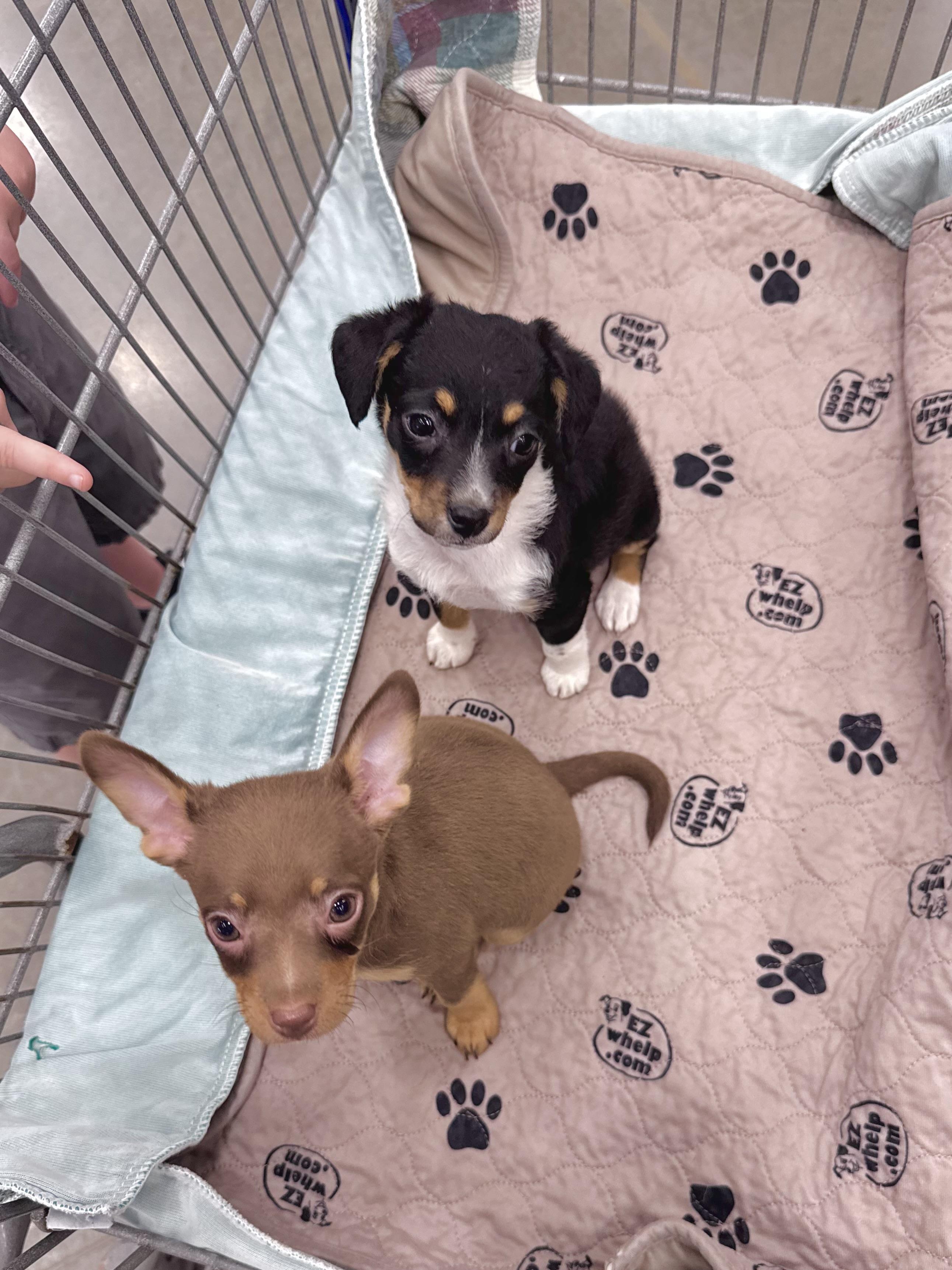 Enlarge Nutmeg, a Adopted mixed breed in Monroe, NC image 4/5