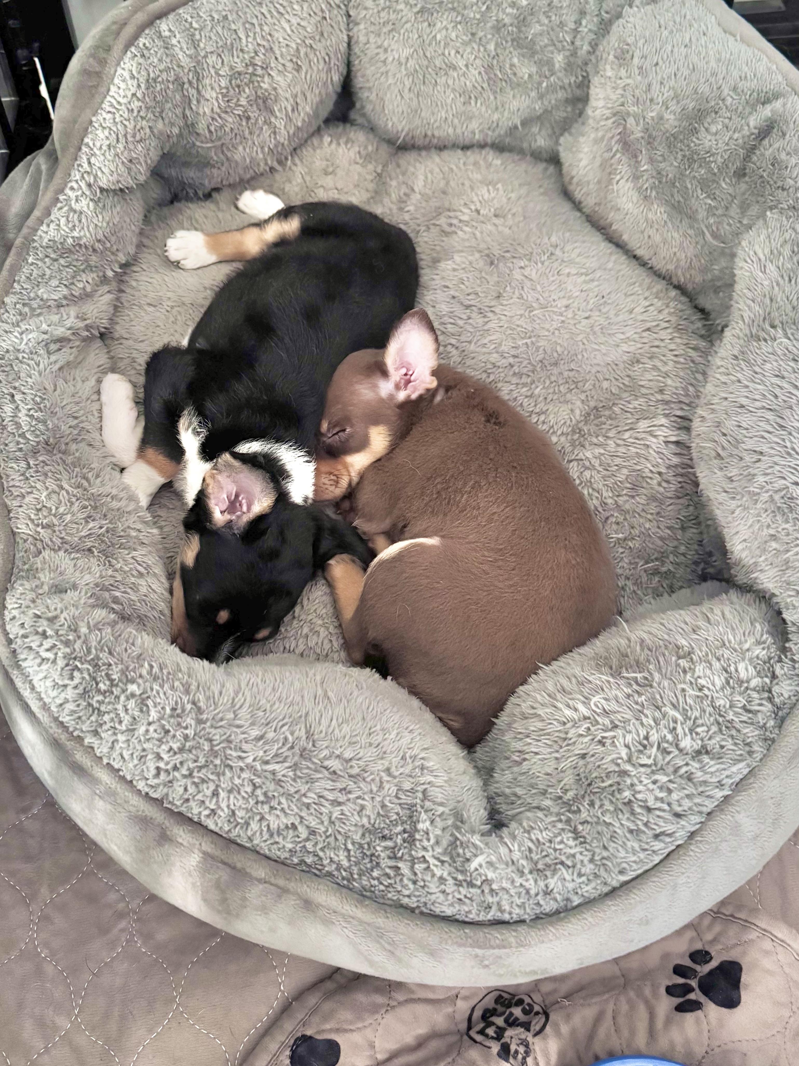 Nutmeg, Adopted, Puppy Female Chihuahua.