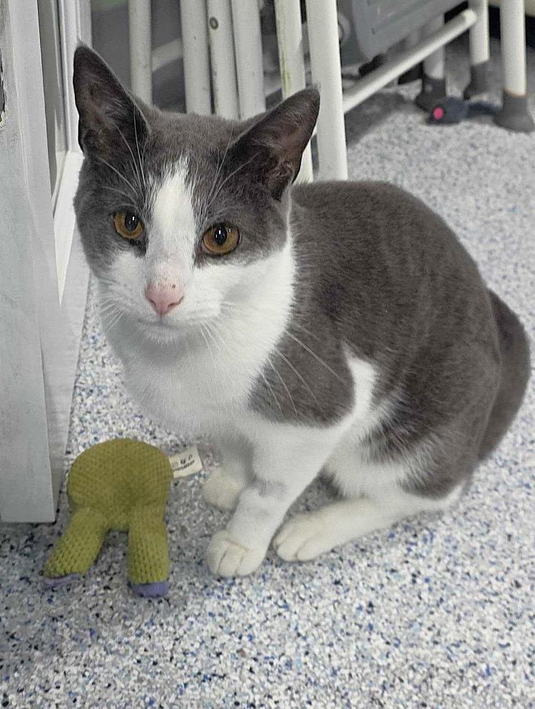 Havoc, Adoptable, Adult Male Domestic Short Hair.
