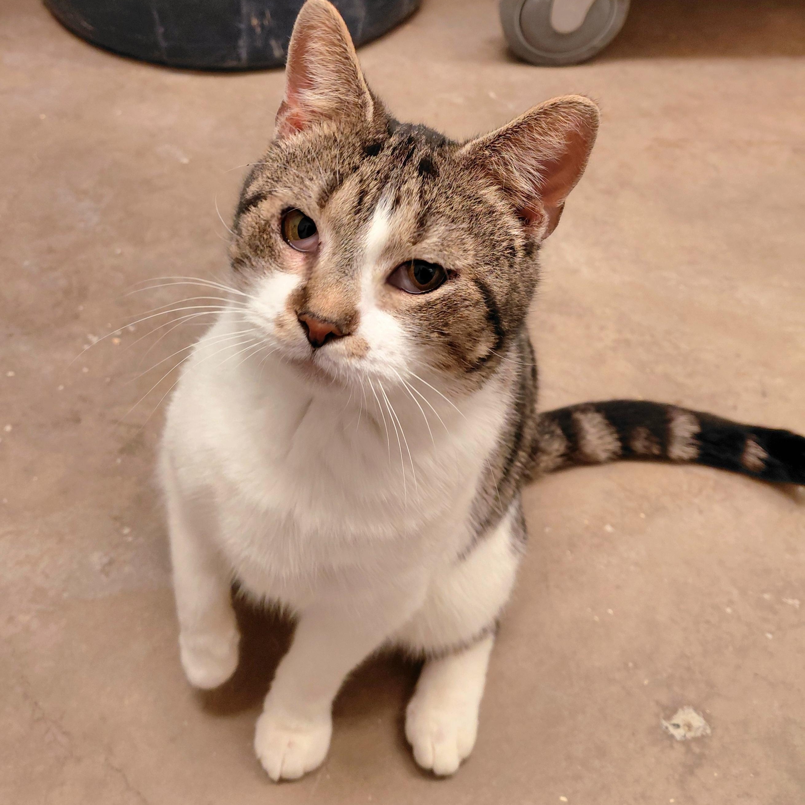 Genna, Adoptable, Adult Female Domestic Short Hair.