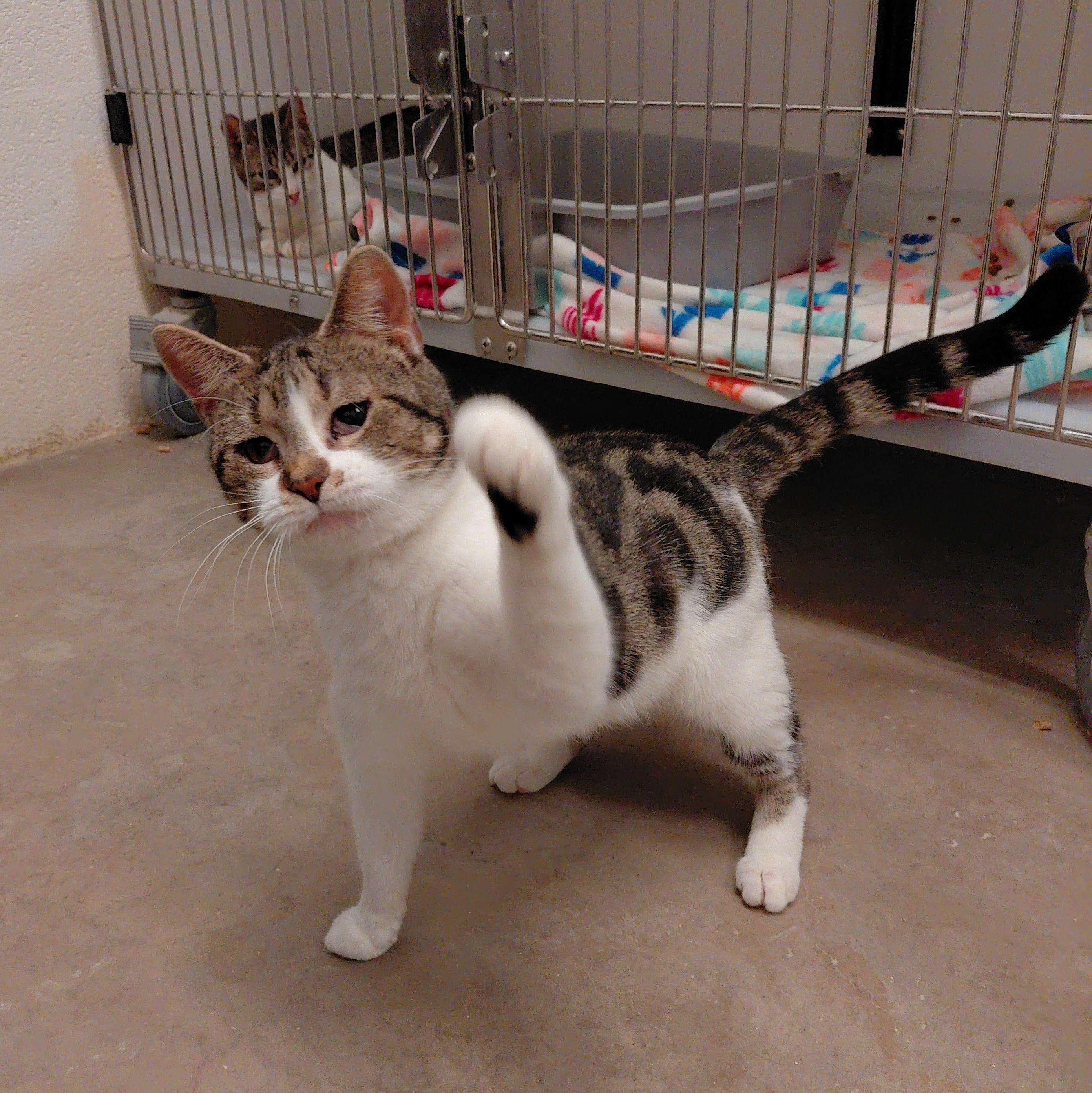 Enlarge Genna, a Adoptable Domestic Short Hair in Stanley, VA image 2/6