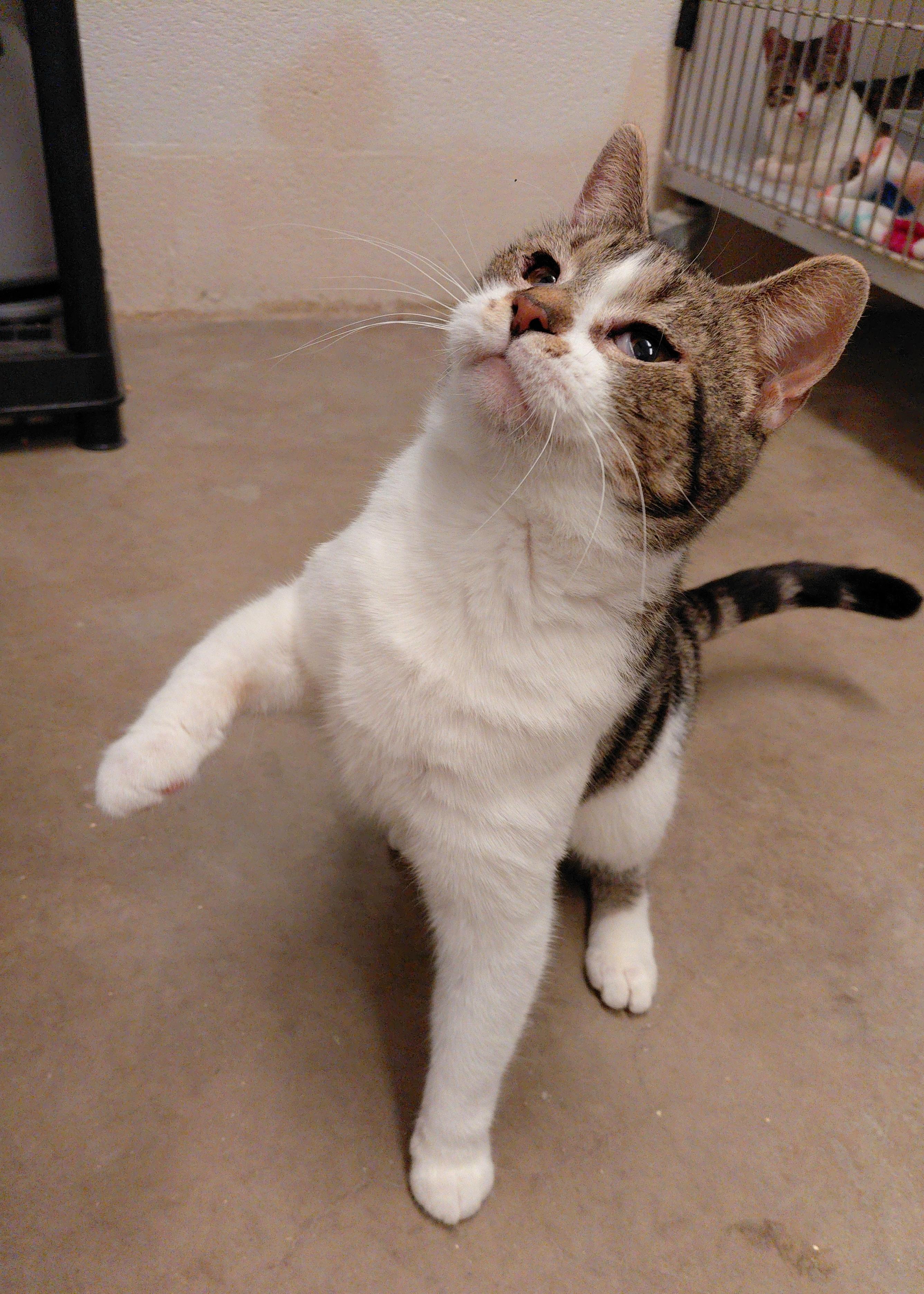 Enlarge Genna, a Adoptable Domestic Short Hair in Stanley, VA image 4/6