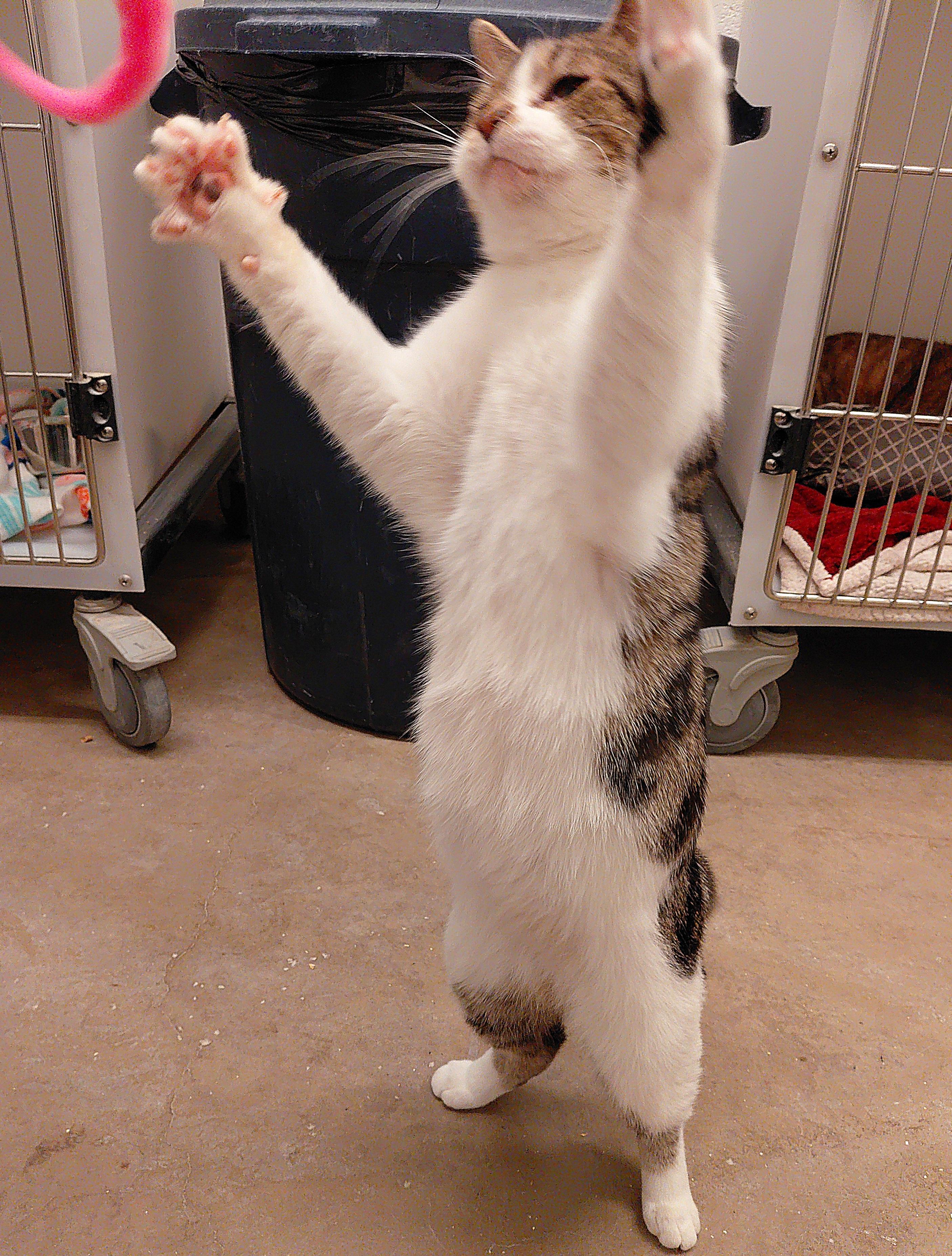 Enlarge Genna, a Adoptable Domestic Short Hair in Stanley, VA image 6/6