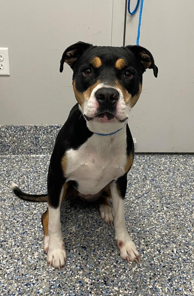 Enlarge Tulip, a Adoptable Mixed Breed in Angola, IN image 1/2