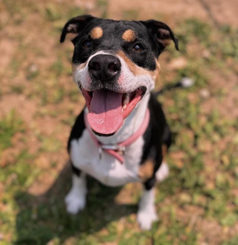 Enlarge Tulip, a Adoptable Mixed Breed in Angola, IN image 2/2