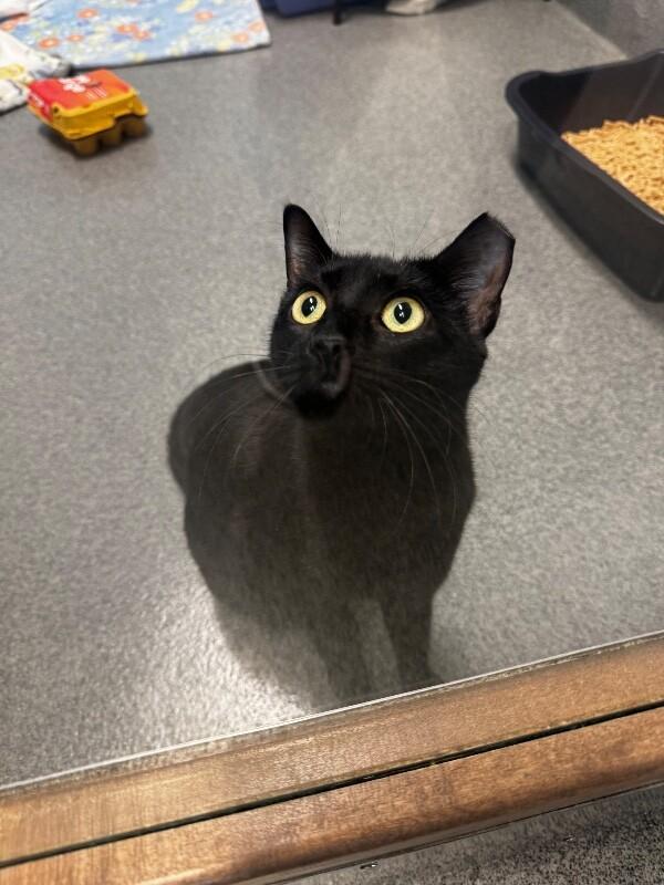 Moonbeam, Adoptable, Adult Female Domestic Short Hair.