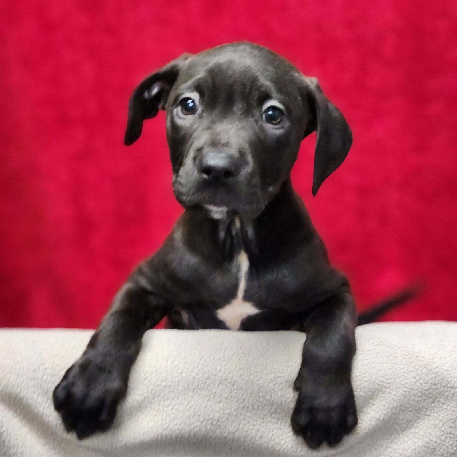 Dog for adoption Theodora, a Retriever & Shepherd Mix in Kalamazoo