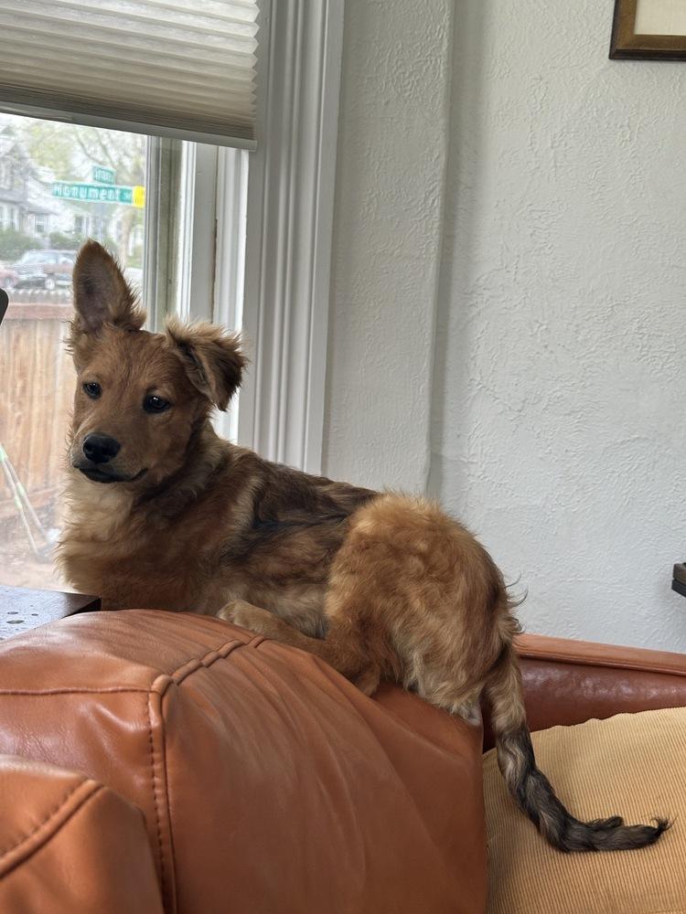 Kodak, Adoptable, Puppy Male Shepherd.