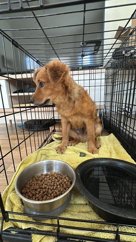 Enlarge Kodak, a Adoptable mixed breed in Colorado Springs, CO image 2/3