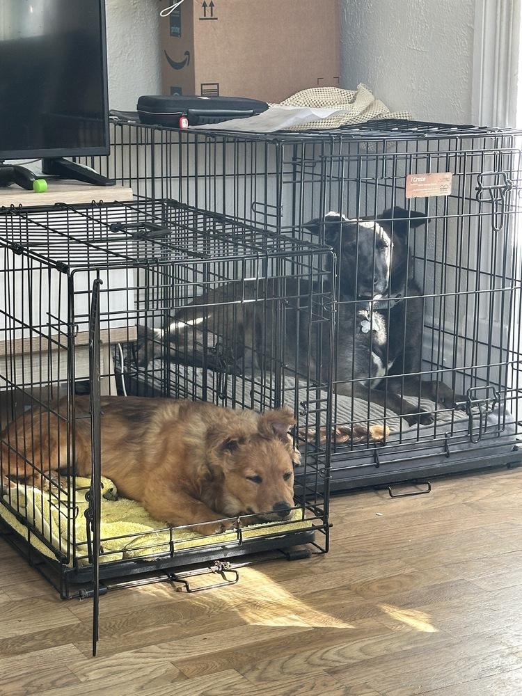 Enlarge Kodak, a Adoptable mixed breed in Colorado Springs, CO image 3/3