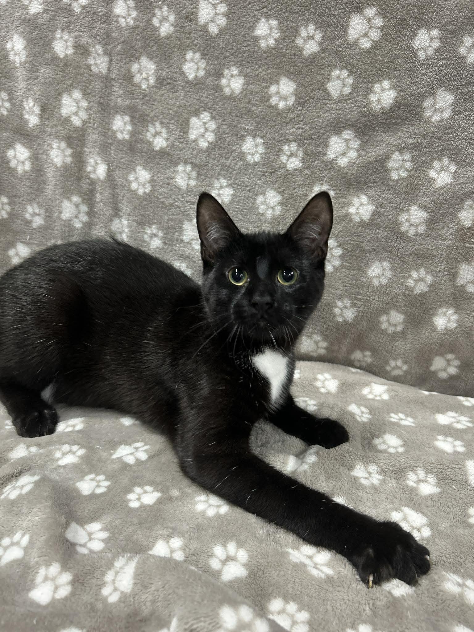 Enlarge MILKSHAKE, an adopted Domestic Short Hair in Tillsonburg, ON image 4/6