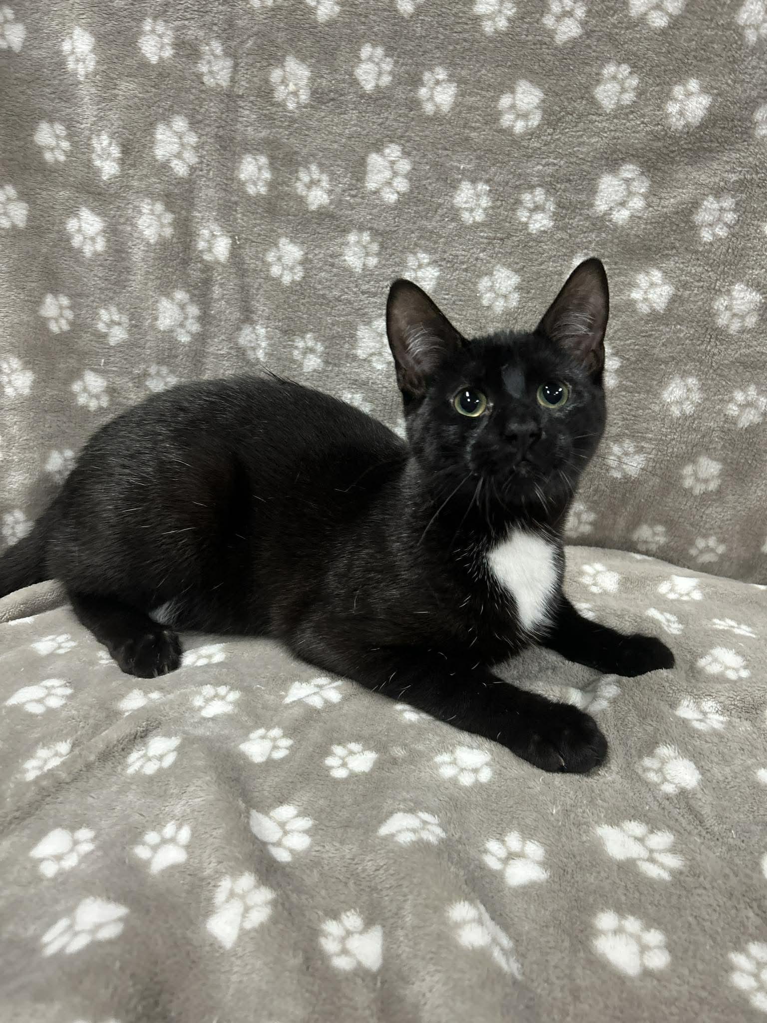 Enlarge MILKSHAKE, an adopted Domestic Short Hair in Tillsonburg, ON image 2/6