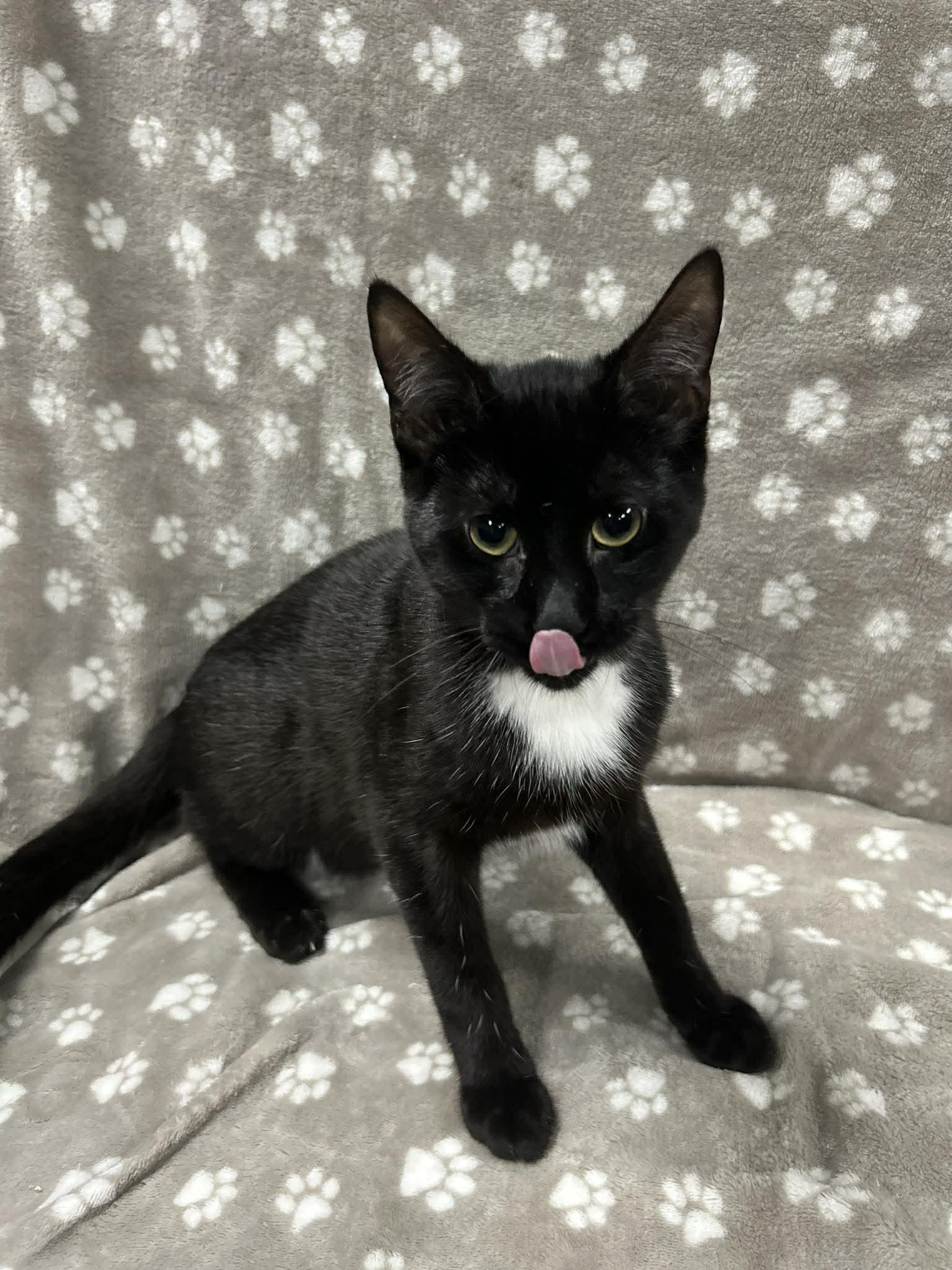 Enlarge MILKSHAKE, an adopted Domestic Short Hair in Tillsonburg, ON image 5/6