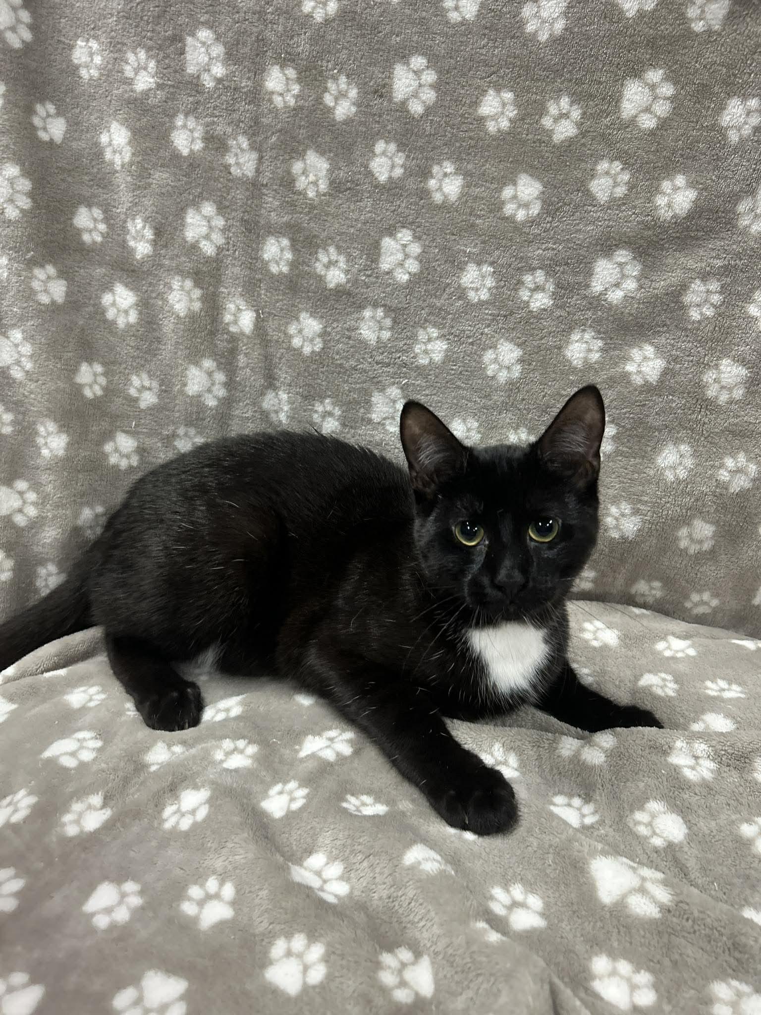 Enlarge MILKSHAKE, an adopted Domestic Short Hair in Tillsonburg, ON image 6/6