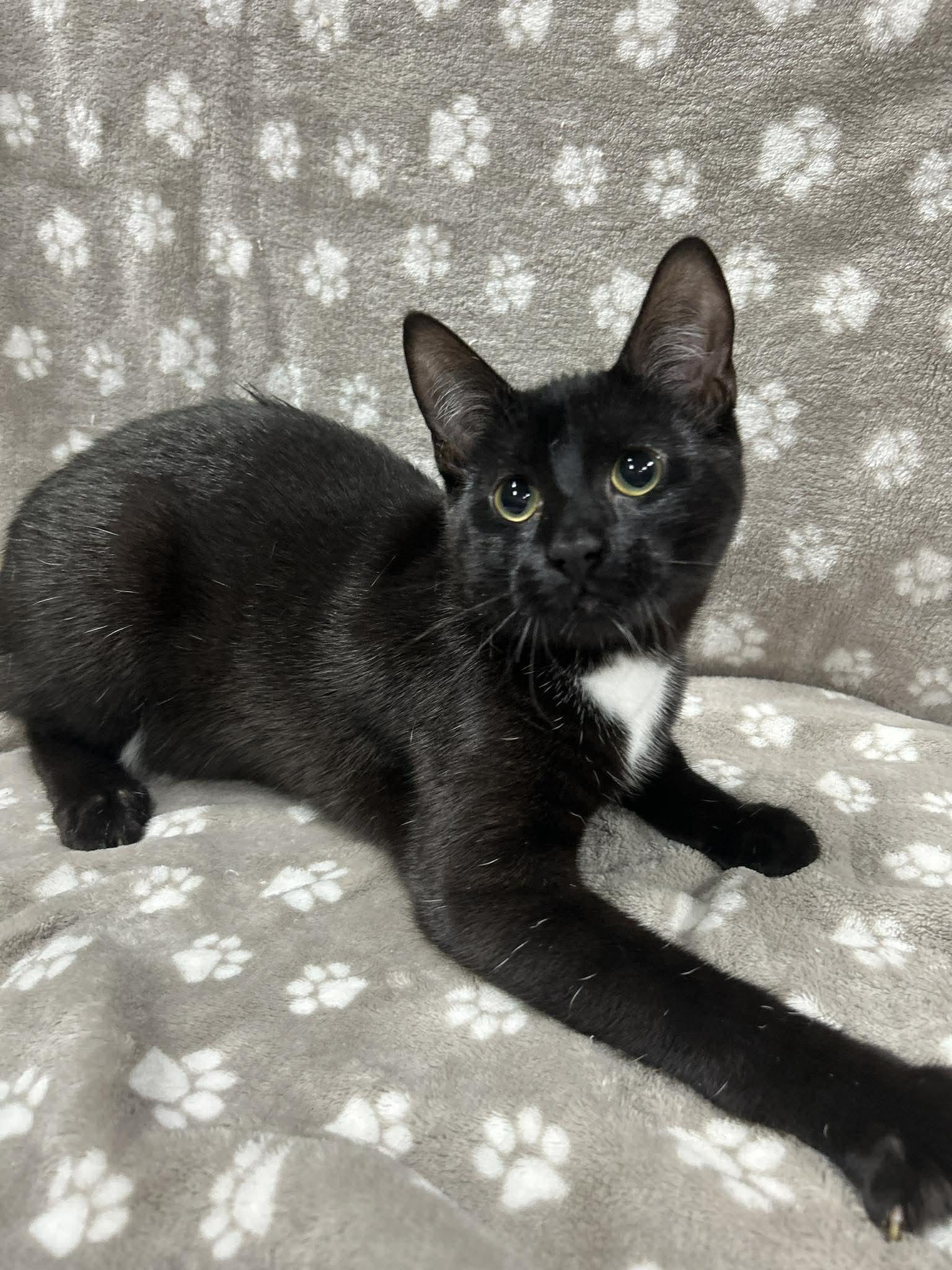 Enlarge MILKSHAKE, an adopted Domestic Short Hair in Tillsonburg, ON image 3/6