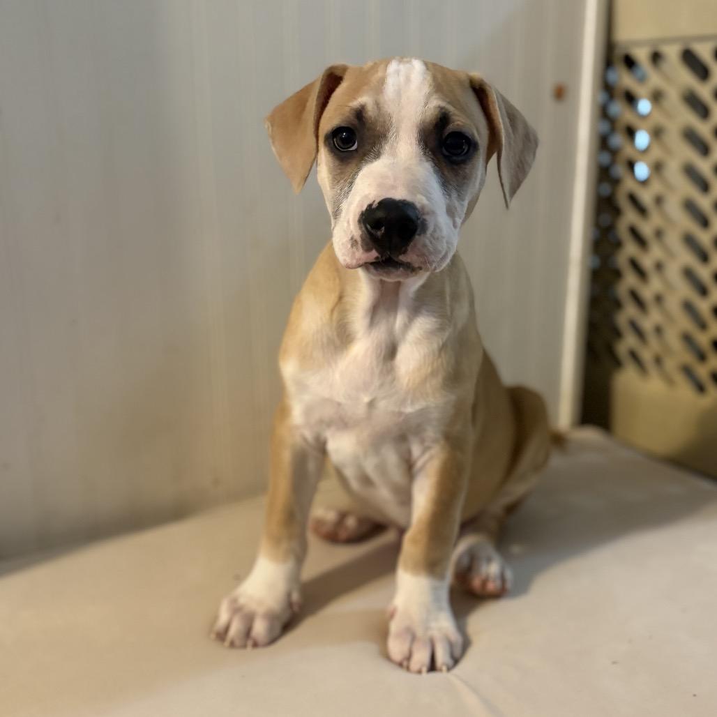 Enlarge Gilly, a Adoptable mixed breed image 1/1