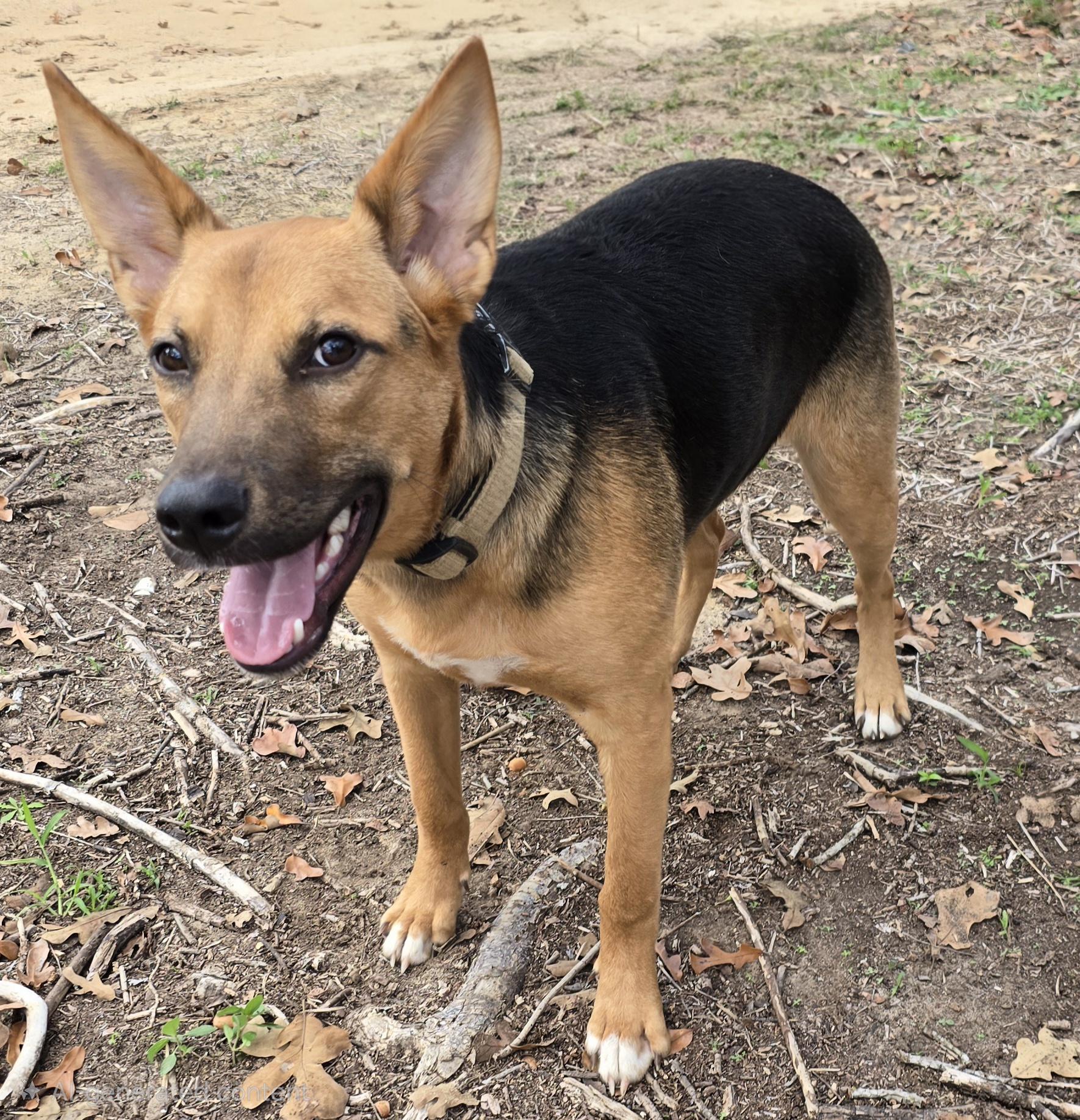 Valor, Adoptable, Young Male German Shepherd Dog.