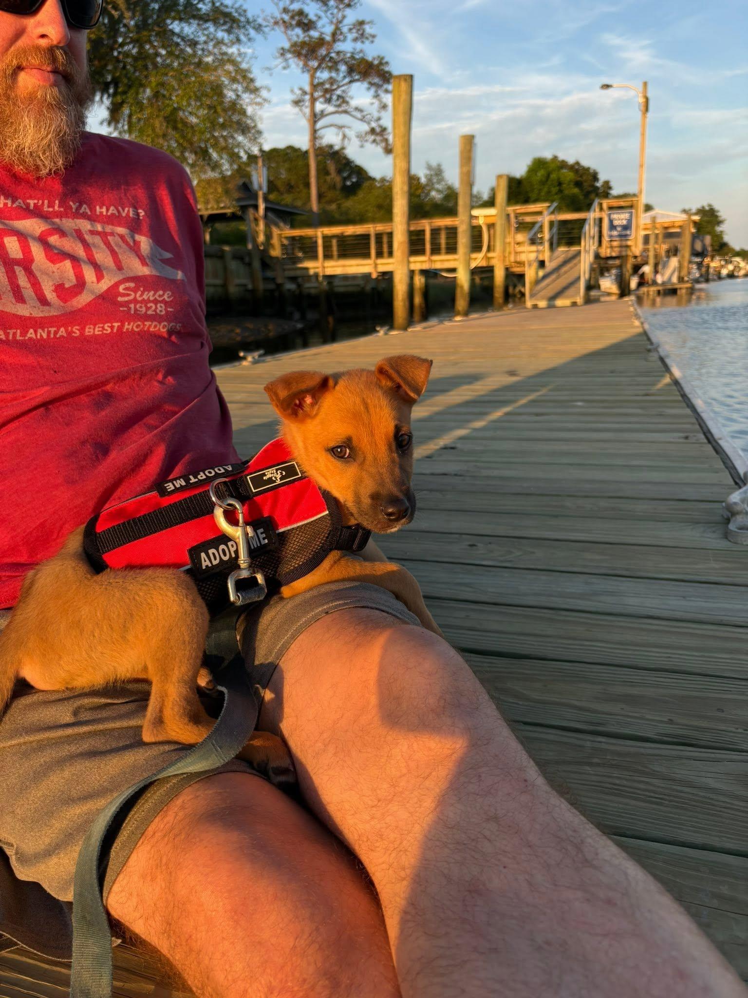 Enlarge Frank, a Adoptable Mixed Breed in Mount Pleasant, SC image 1/3