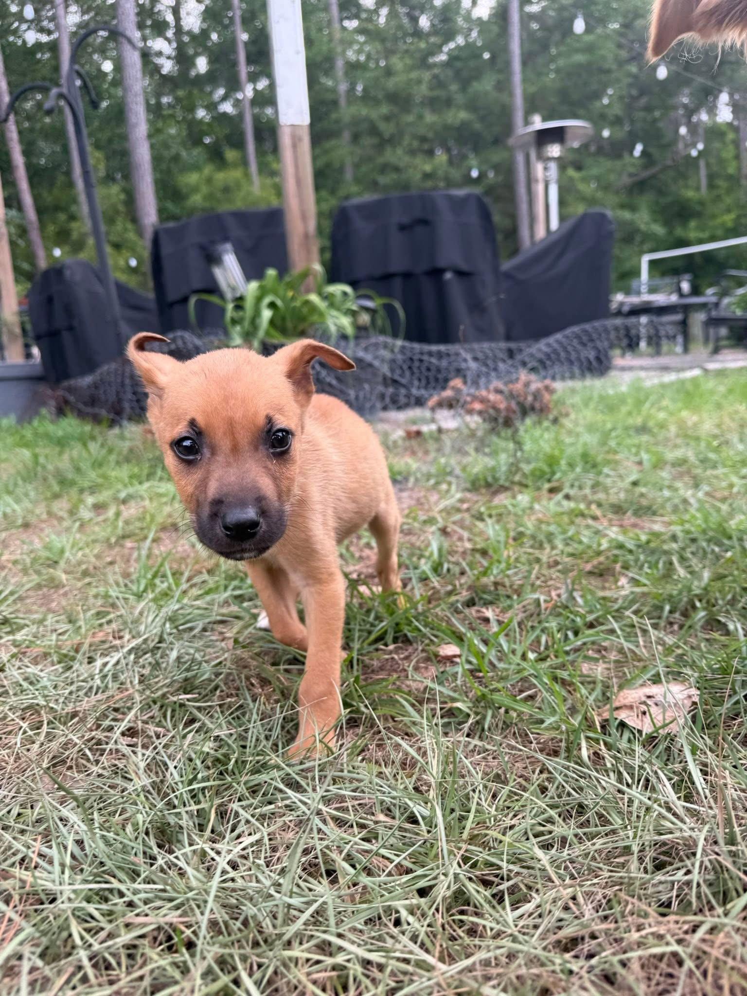 Frank, Adoptable, Puppy Male Mixed Breed.