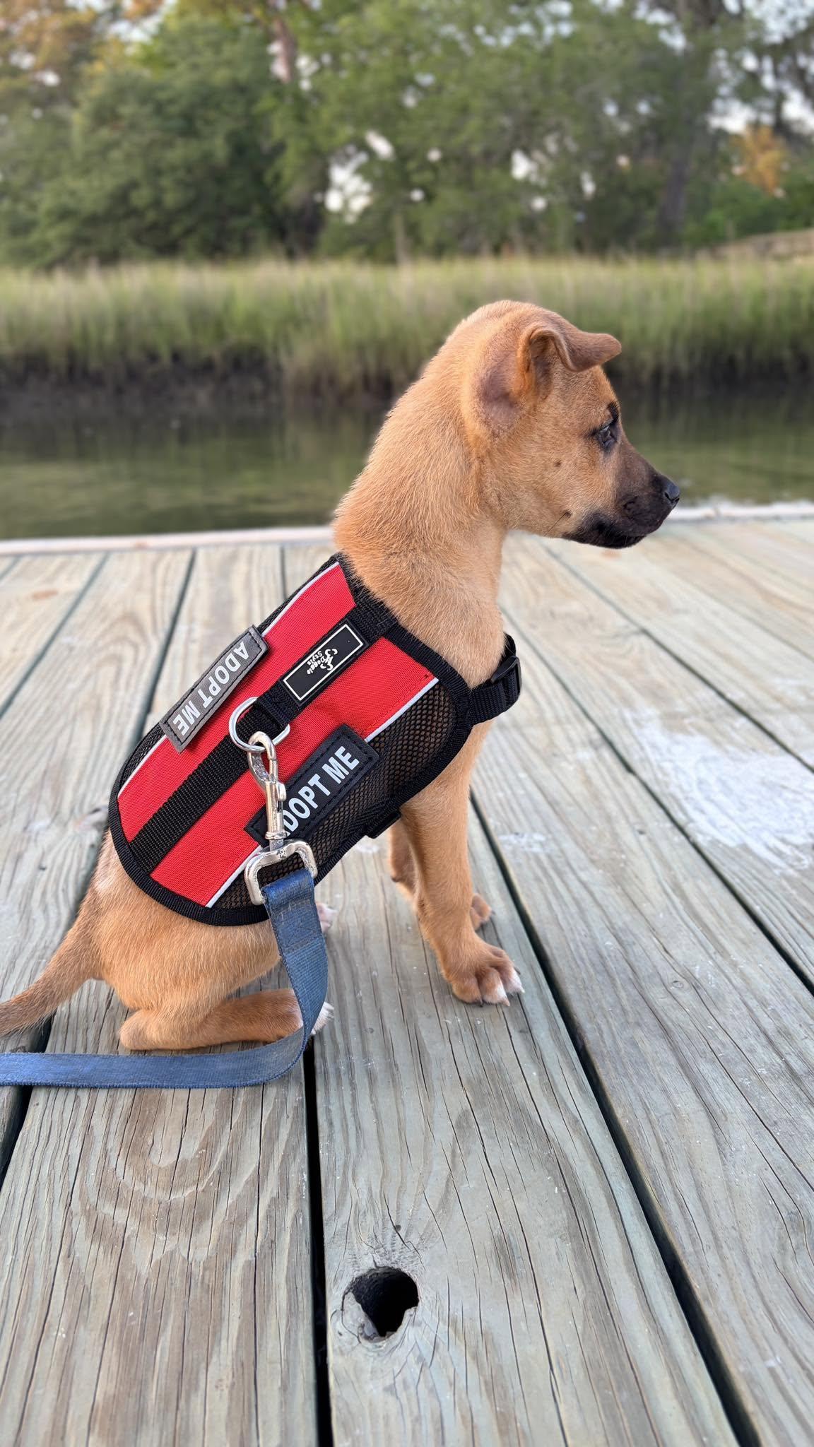 Enlarge Frank, a Adoptable Mixed Breed in Mount Pleasant, SC image 2/3