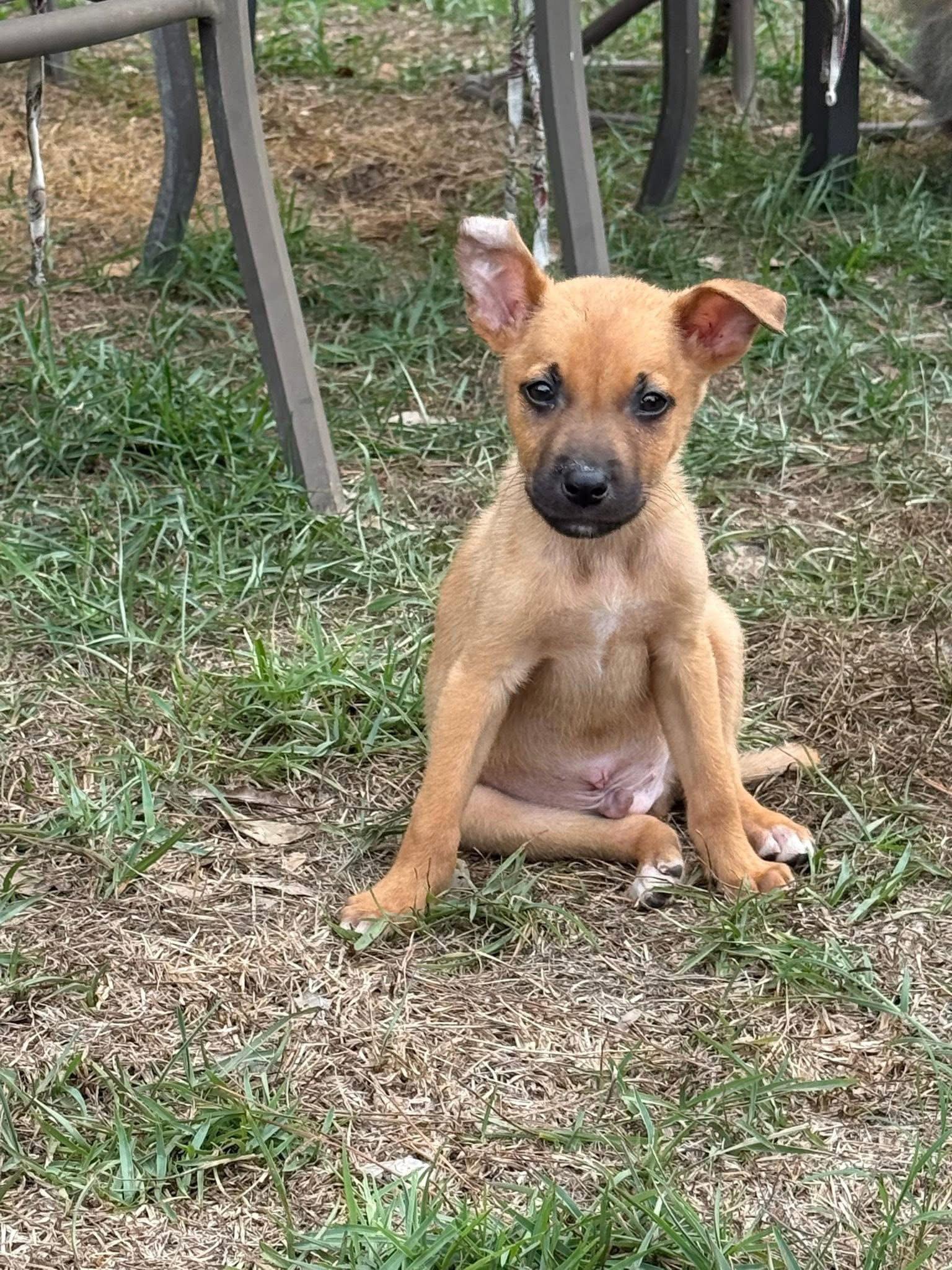 Enlarge Frank, a Adoptable Mixed Breed in Mount Pleasant, SC image 3/3