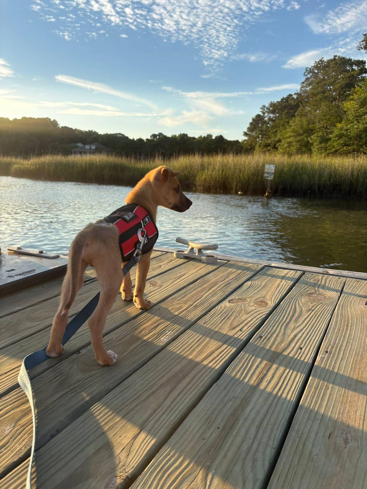 Enlarge Frank, a Adoptable Mixed Breed in Mount Pleasant, SC image 3/3