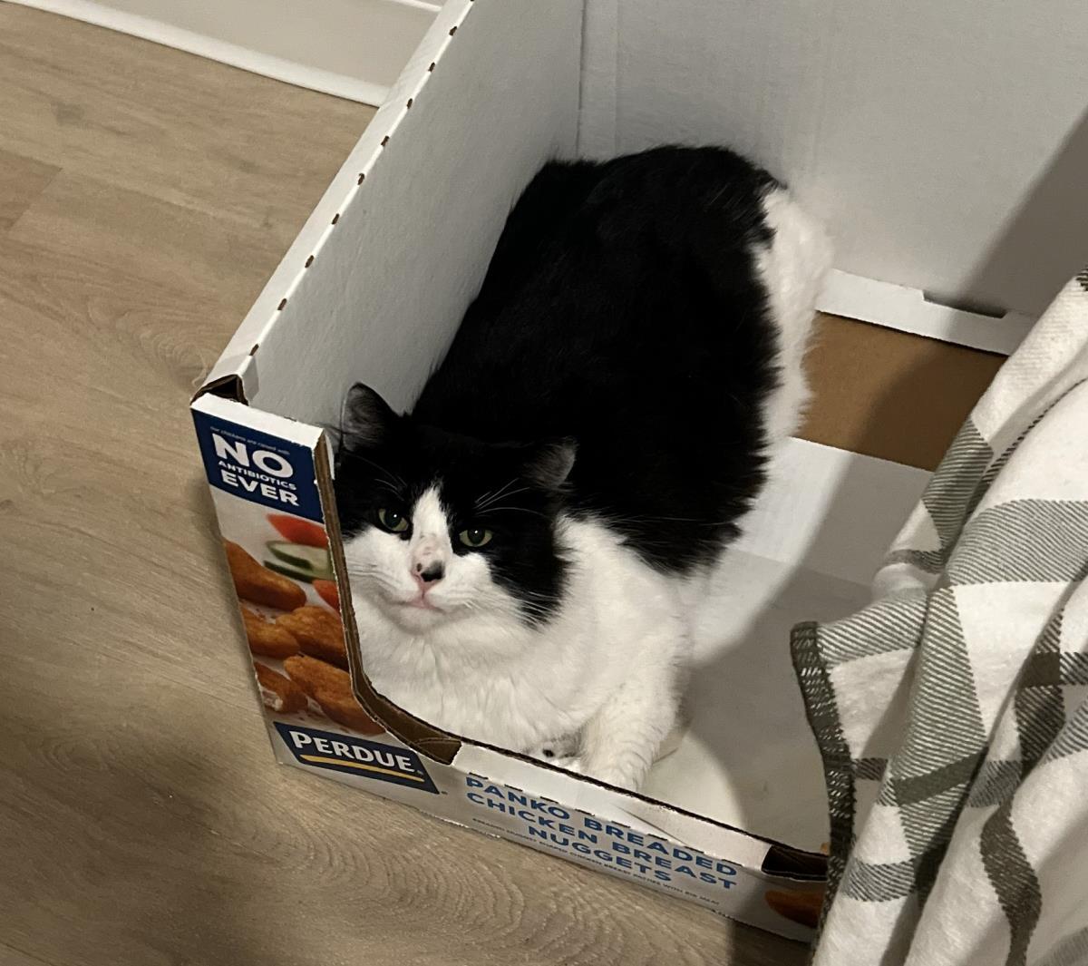 Panda Bear, Adoptable, Adult Male Maine Coon.