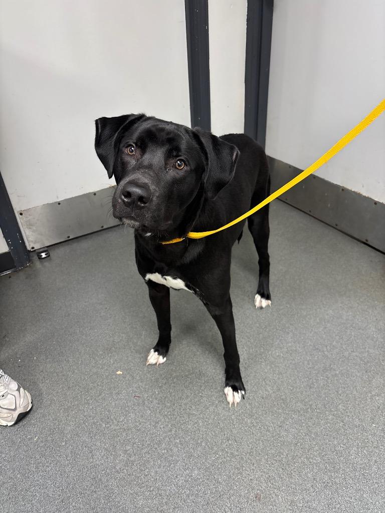 Aladdin, Adoptable, Young Male Mixed Breed.