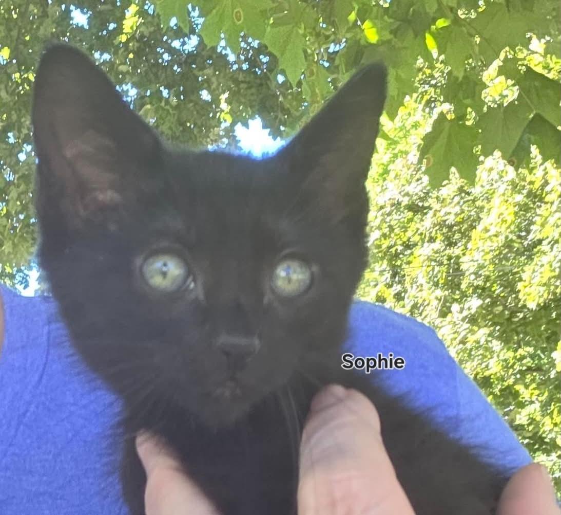 Sophie, Adoptable, Kitten Female Bombay & Domestic Short Hair.