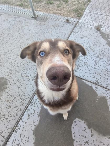 Enlarge Augie, a Adoptable mixed breed in Beatrice, NE image 1/3