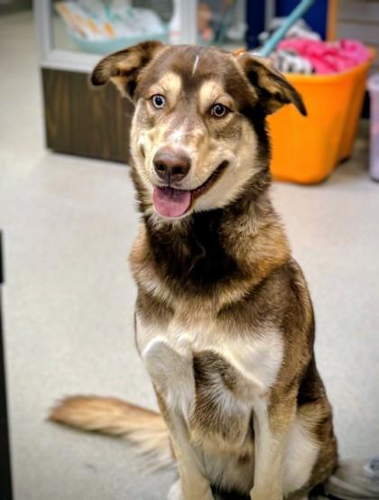 Augie, Adoptable, Adult Male Siberian Husky & Mixed Breed.