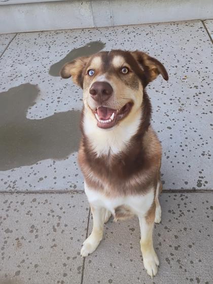 Enlarge Augie, a Adoptable mixed breed in Beatrice, NE image 3/3