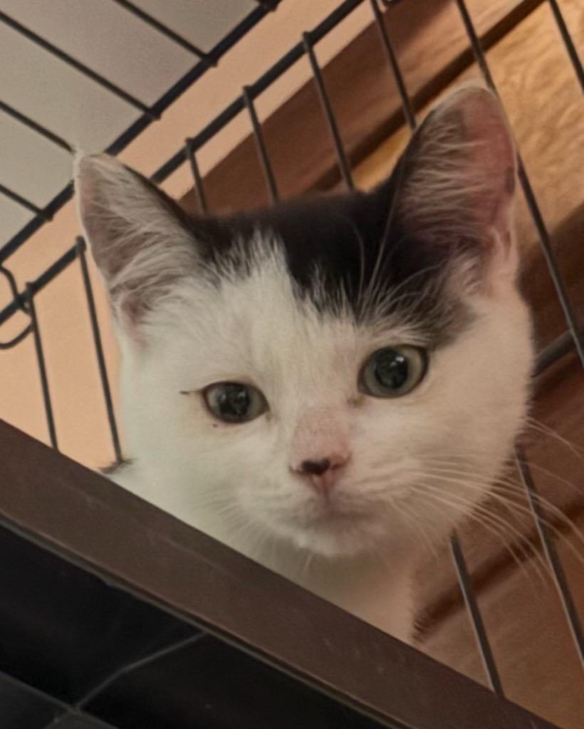 Yang, Adopted, Kitten Male Domestic Short Hair.