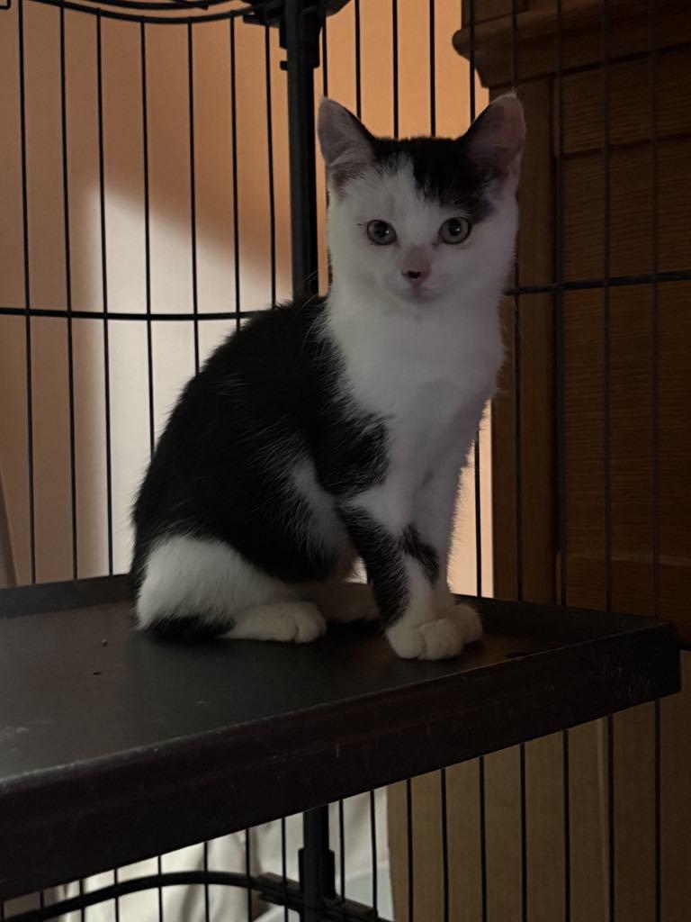 Yang, a Adopted Domestic Short Hair in Cortland, OH image 2/3