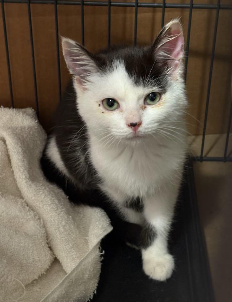 Yang, a Adopted Domestic Short Hair in Cortland, OH image 3/3