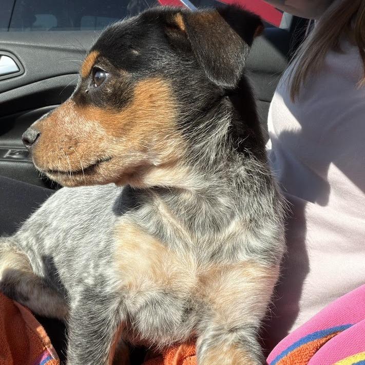 Roo, a Adoptable mixed breed in North Charleston, SC image 2/6