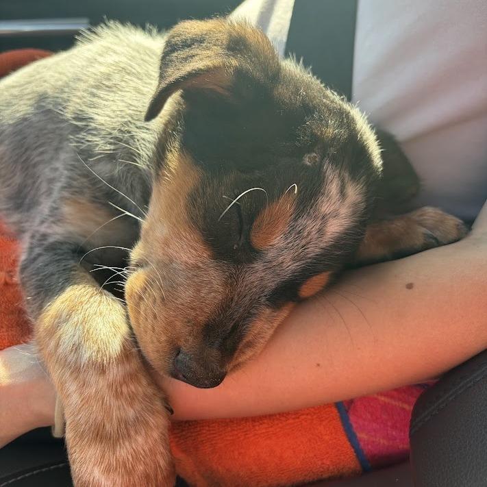 Roo, a Adoptable mixed breed in North Charleston, SC image 6/6