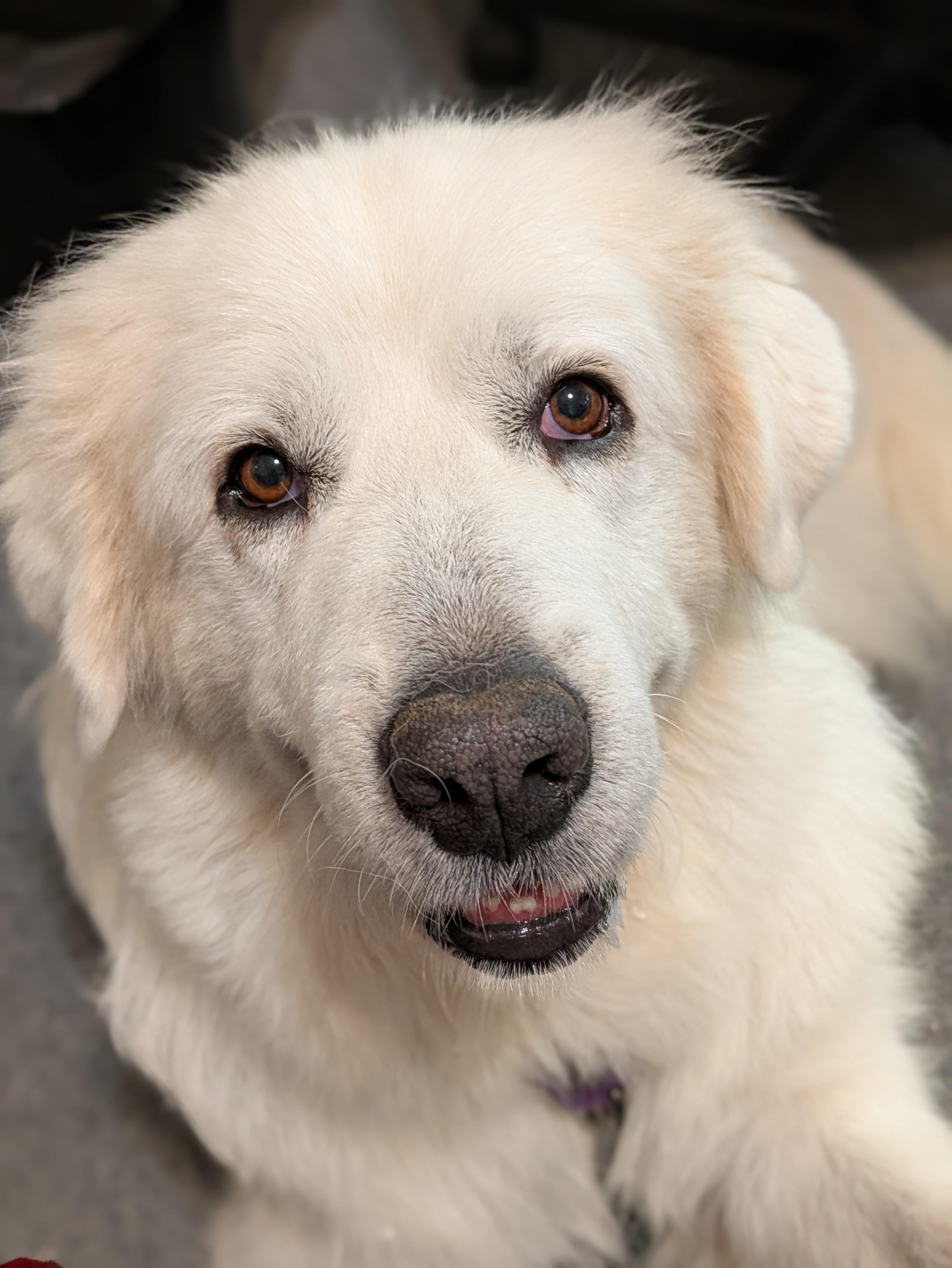 Rose, Adoptable, Adult Female Great Pyrenees.