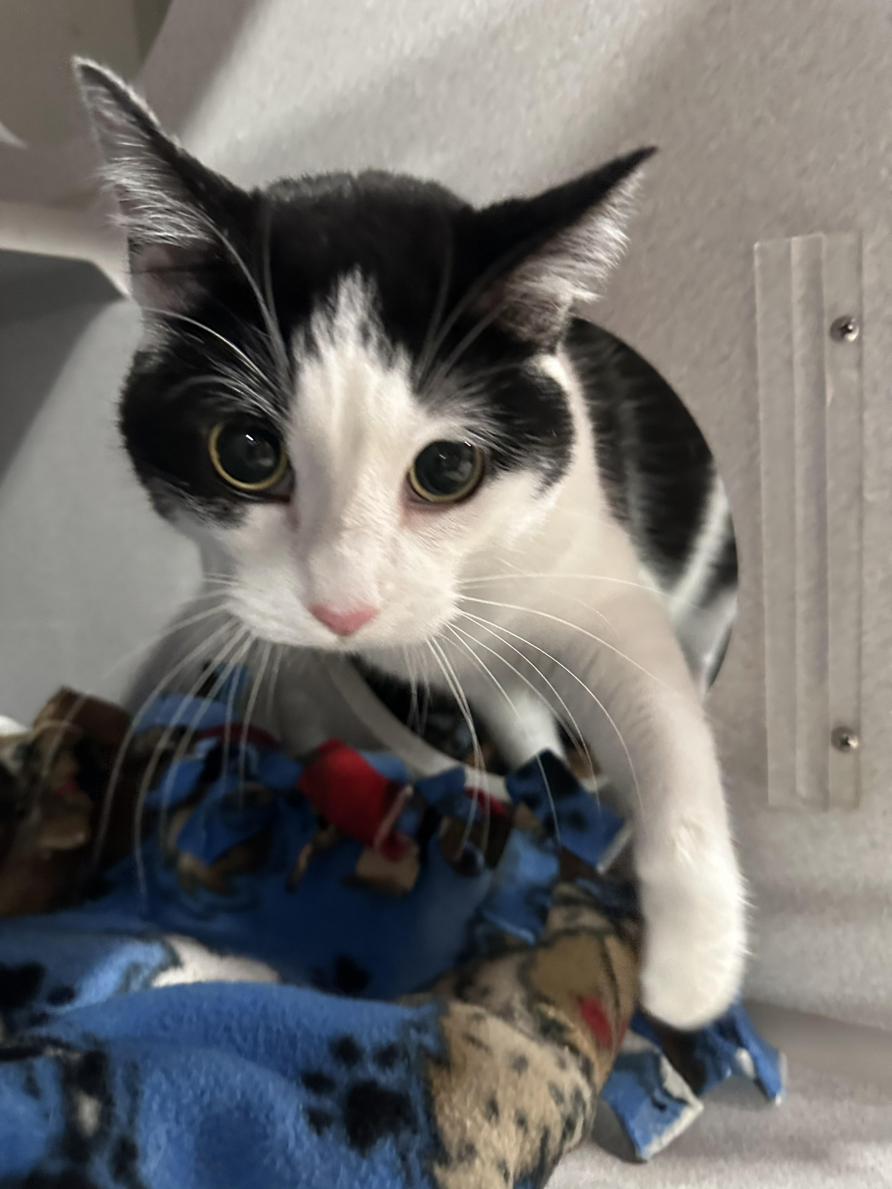 Nova, Adoptable, Adult Female Domestic Short Hair.