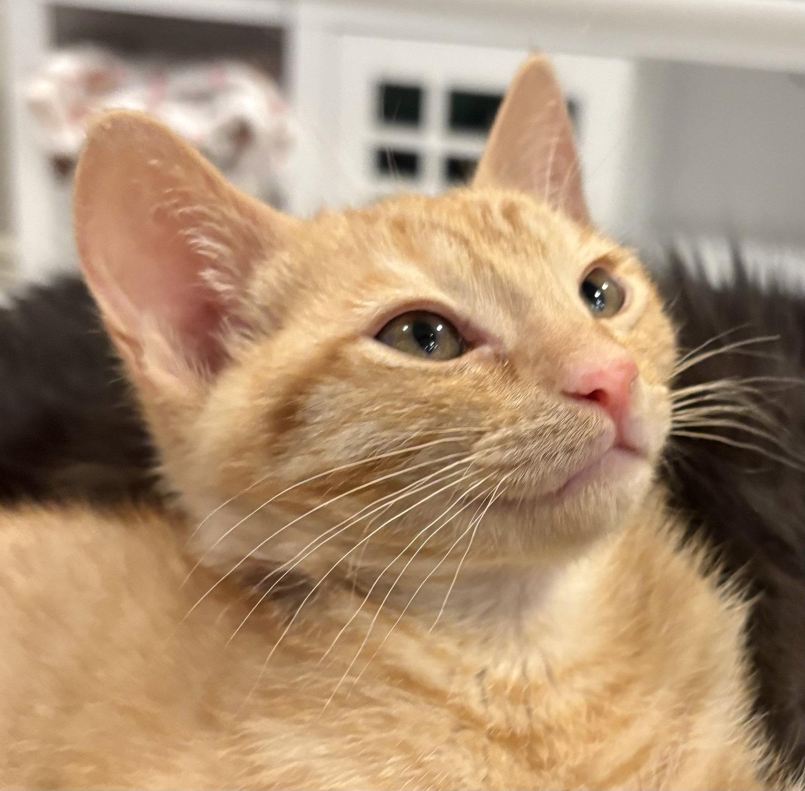 Fred (bonded with Dobby), Adoptable, Kitten Male Domestic Short Hair & Tabby.
