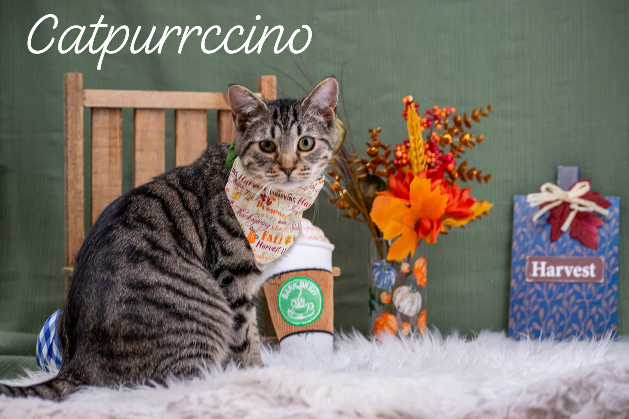 Catpurrccino