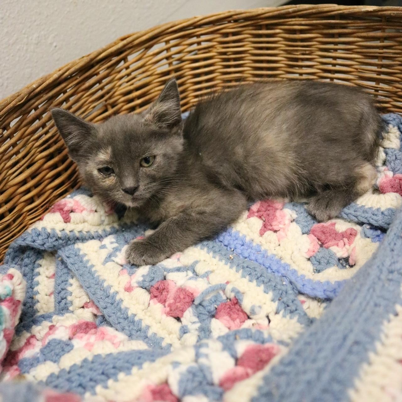 KitKat, an adoptable Domestic Short Hair in La Grande, OR, 97850 | Photo Image 3