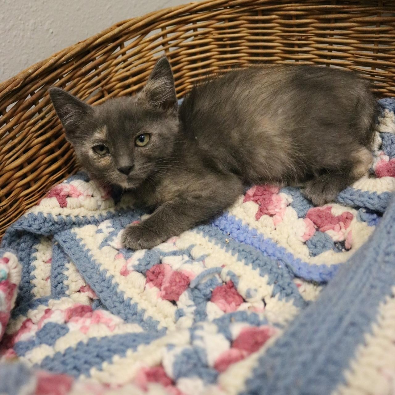 KitKat, an adoptable Domestic Short Hair in La Grande, OR, 97850 | Photo Image 1