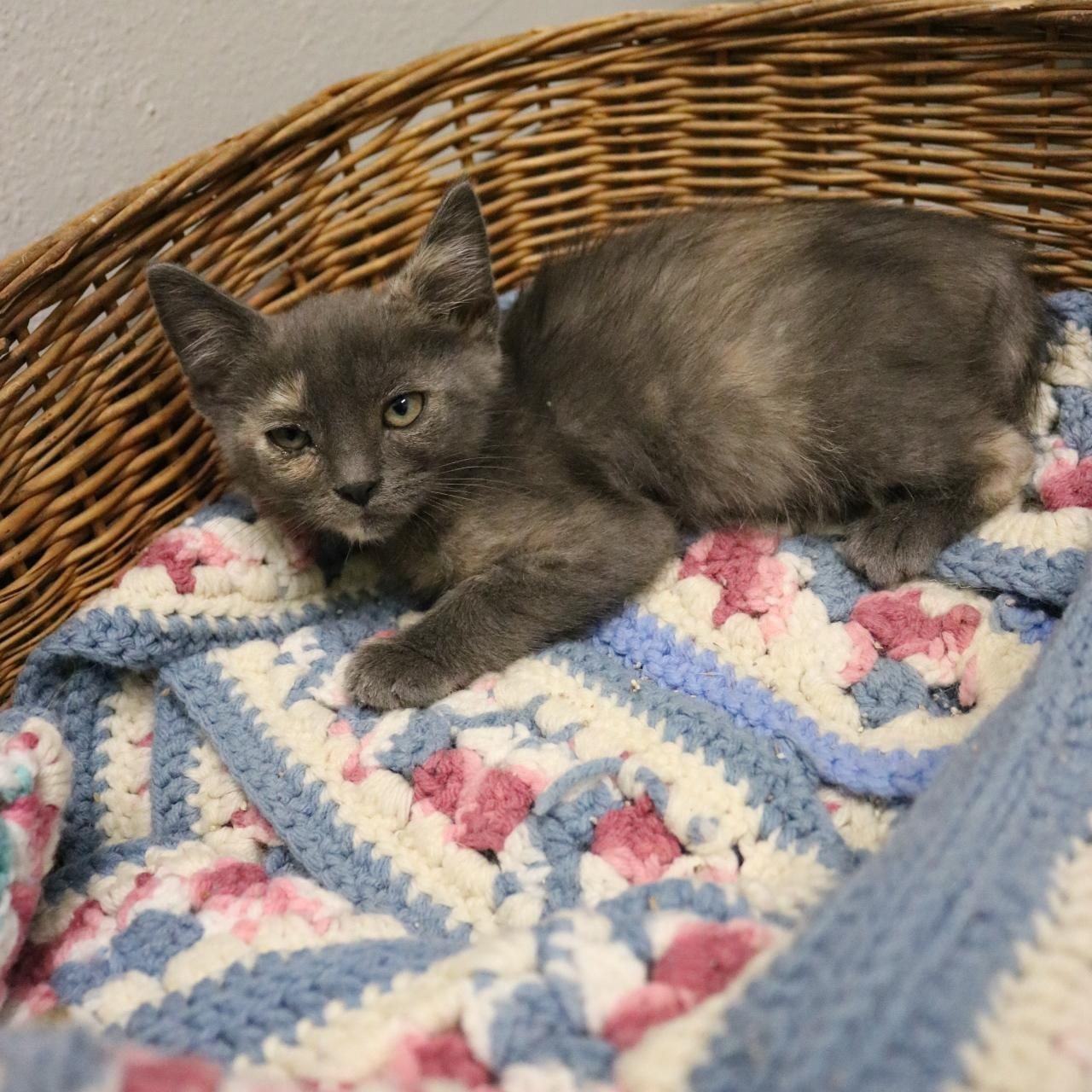 KitKat, an adoptable Domestic Short Hair in La Grande, OR, 97850 | Photo Image 2