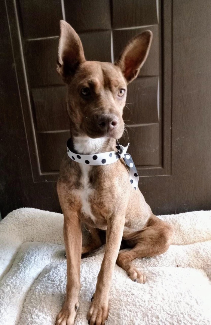 Dog for adoption Molly, a Feist Mix in Calais , ME Petfinder