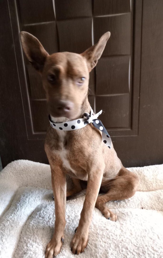 Dog for adoption Molly, a Feist Mix in Calais , ME Petfinder