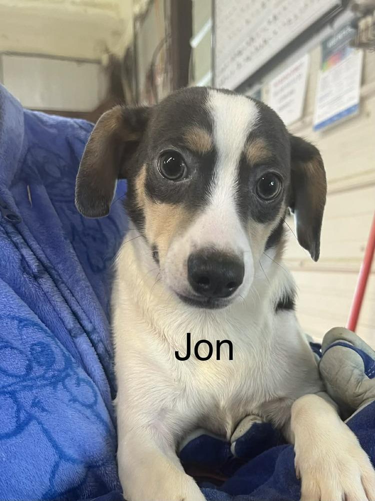7 Jon  aka JJ, Adoptable, Puppy Male Chihuahua & Dachshund.