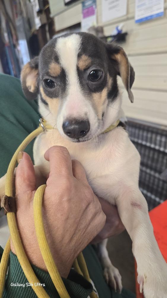 Enlarge 7 Jon  aka JJ, a Adoptable mixed breed in Warrenton, MO image 2/2